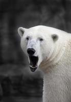 Polar Bear. photo
