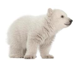 Polar bear cub, Ursus maritimus, 3 months old, standing photo