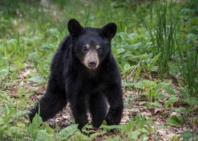 Black Bear on Madeline photo