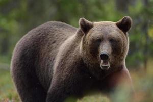 Brown bear portrait photo