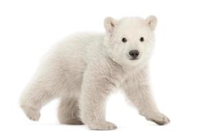 Polar bear cub, Ursus maritimus, 3 months old, walking photo