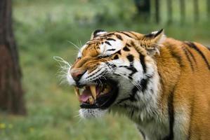 angry tiger photo