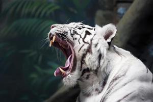 White Tiger photo
