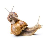 Snails Piggy-Backing photo