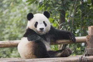 An adorable adult panda on a bamboo fence photo