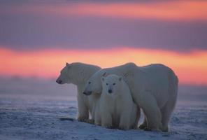 Polar bears in Canadian Arctic photo