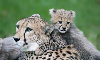Little cheetah and his mother