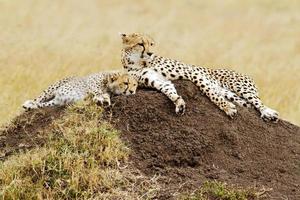 masai mara guepardos