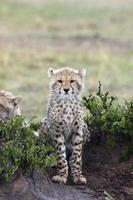 Cheetah Cub in Pouring Rain
