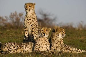 familia guepardo foto