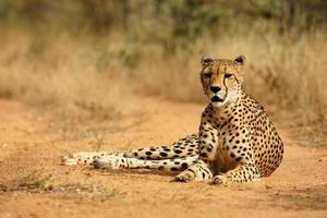 guepardo africano foto