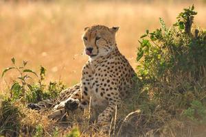lazy cheetah photo