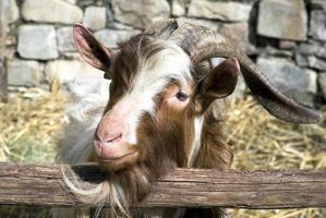 Billy goat photo