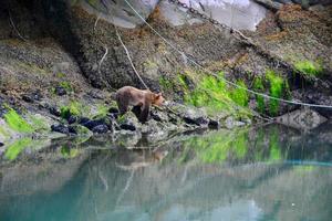 brown grizzly bear photo