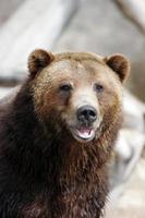 oso grizzly sonriendo