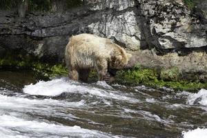 Grizzly Bears photo