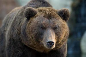 Kamchatka Brown Bear - Ursus arctos beringianus photo