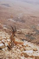Goat on rocky slope photo