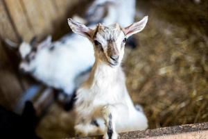 Baby Goat photo