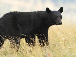American Black Bear - Waterton Lakes National Park photo