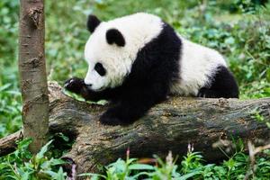 Panda bear cub playing Sichuan China