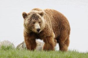 Brown bear photo