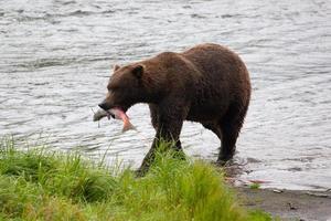 Brown bear eating grass at Brooks Falls
