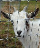 Nigerian Dwarf Goat Behind Fence