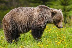 Grizzly Bear (Ursus arctos horribilis) photo