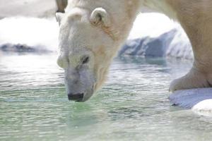 Polar bear photo