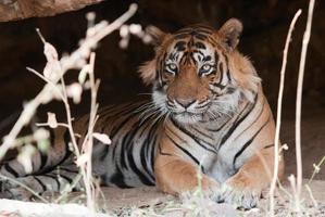 Tigre de Bengala macho tumbado en una cueva