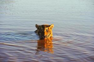 tigre nadando en el agua foto