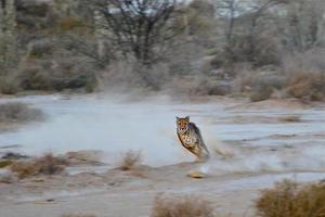Running cheetah photo