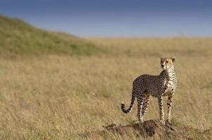 Lone cheetah photo