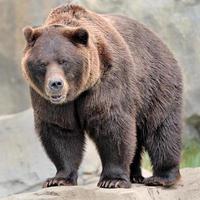 oso grizzly foto