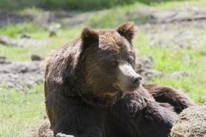 Brown bear portrait photo