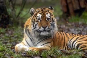 tigre de amur foto