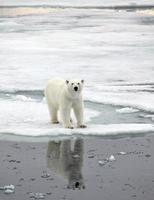 oso polar foto