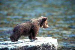 Grizzly Bear Cub on Rock Looking into Flathead River photo