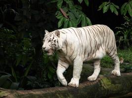 White tiger walking on tree trunk