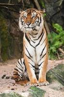 tigre de sumatra