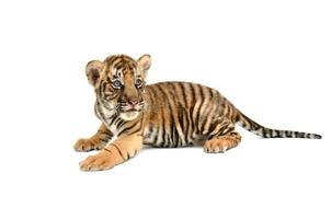 baby bengal tiger photo