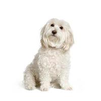 maltese dog photo