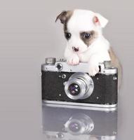 perrito fotógrafo chihuahua