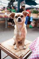 Chihuahua dog on table photo