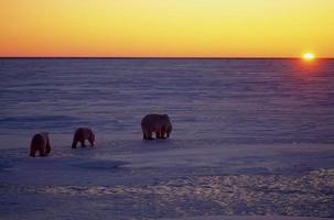 Polar bear with her cubs photo