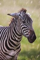 African plains zebra on the dry brown savannah grasslands browsing photo