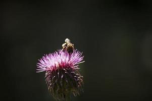 polen de abeja con flores foto
