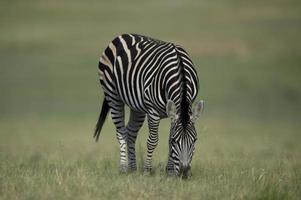 Zebra, photo