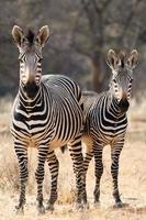 Two Hartmann Mountain Zebras photo